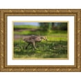 thumbnail image 1 of Talbot Frank, Christopher 14x11 Gold Ornate Wood Framed with Double Matting Museum Art Print Titled - CA, San Diego, Lakeside, Canadian goose gosling, 1 of 4