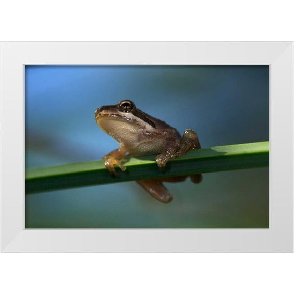 Talbot Frank, Christopher 14x11 White Modern Wood Framed Museum Art Print Titled - CA, San Diego, Mission Trails A Baby Tree Frog