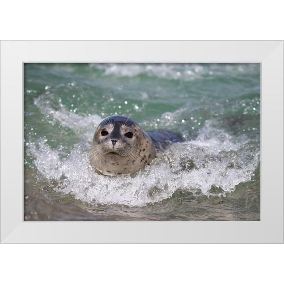 Talbot Frank, Christopher 14x11 White Modern Wood Framed Museum Art Print Titled - USA, California, La Jolla A baby seal surfing
