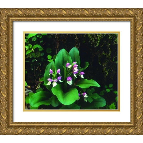 Talbot Frank, Christopher 14x12 Gold Ornate Wood Framed with Double Matting Museum Art Print Titled - TN, Showy Orchis in Great Smoky Mountain NP