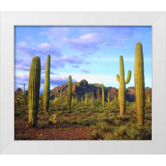 Talbot Frank, Christopher 14x12 White Modern Wood Framed Museum Art Print Titled - Arizona, Organ Pipe Cactus NM Desert in spring