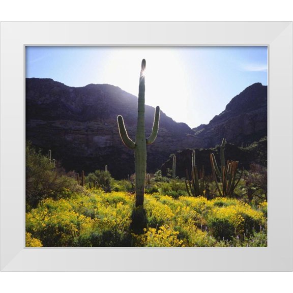 Talbot Frank, Christopher 14x12 White Modern Wood Framed Museum Art Print Titled - Arizona, Organ Pipe Cactus NM flowers and cacti