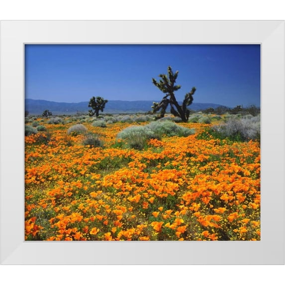 Talbot Frank, Christopher 14x12 White Modern Wood Framed Museum Art Print Titled - CA, California Poppies and the Joshua Trees