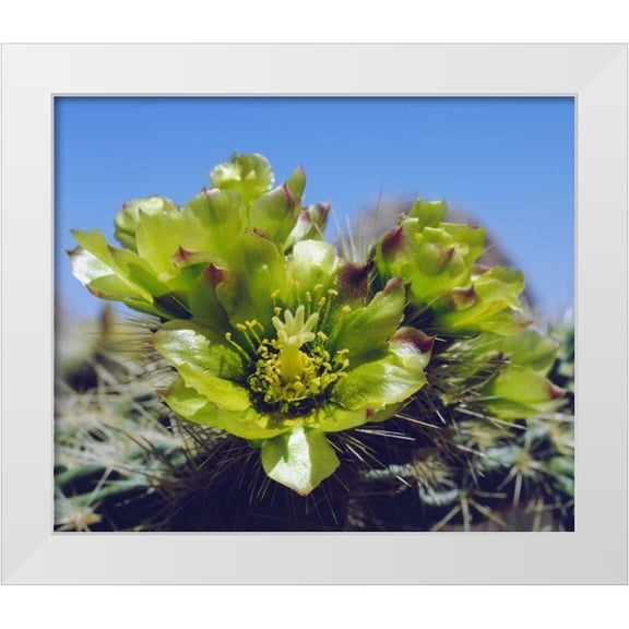 Talbot Frank, Christopher 14x12 White Modern Wood Framed Museum Art Print Titled - CA, Cholla Cactus flowers in Valley of the Moon