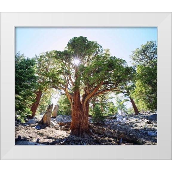 Talbot Frank, Christopher 14x12 White Modern Wood Framed Museum Art Print Titled - CA, Sierra Nevada Old-growth Juniper tree