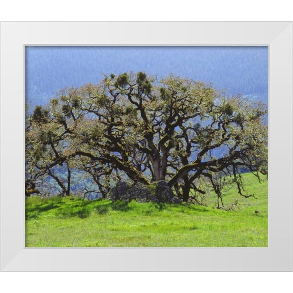 Talbot Frank, Christopher 14x12 White Modern Wood Framed Museum Art Print Titled - California Oak tree in a clearing in the forest