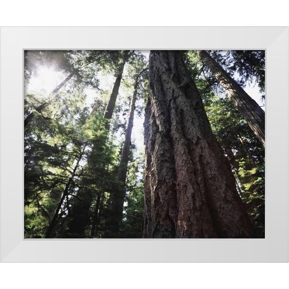 Talbot Frank, Christopher 14x12 White Modern Wood Framed Museum Art Print Titled - Canada, Vancouver This old-growth Douglas Fir