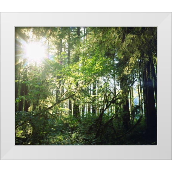 Talbot Frank, Christopher 14x12 White Modern Wood Framed Museum Art Print Titled - WA, Olympic NP Moss growing from trees