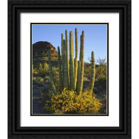 Talbot Frank, Christopher 15x17 Black Ornate Wood Framed with Double Matting Museum Art Print Titled - Arizona, Organ Pipe Cactus NM, Organ Pipe Cactus