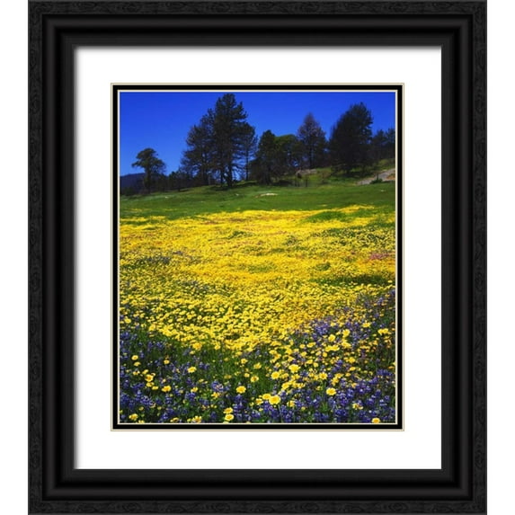Talbot Frank, Christopher 15x17 Black Ornate Wood Framed with Double Matting Museum Art Print Titled - CA, Cuyamaca Rancho Lupine and Tidy Tip flowers