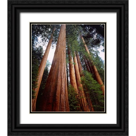 Talbot Frank, Christopher 15x17 Black Ornate Wood Framed with Double Matting Museum Art Print Titled - CA, Sierra Nevada Old-growth Sequoia Redwood