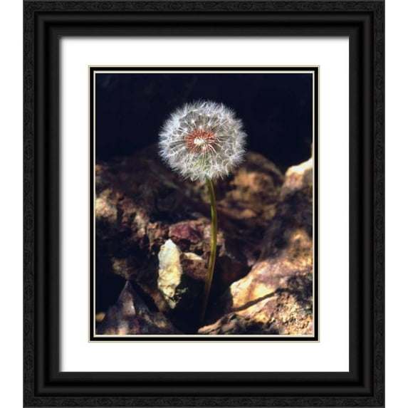 Talbot Frank, Christopher 15x17 Black Ornate Wood Framed with Double Matting Museum Art Print Titled - USA, California, San Diego Dandelion