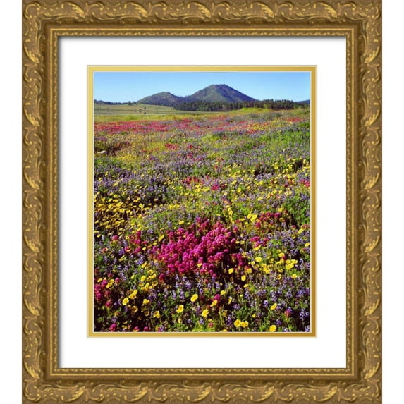 Talbot Frank, Christopher 15x17 Gold Ornate Wood Framed with Double Matting Museum Art Print Titled - CA, Cuyamaca Rancho SP Flower
