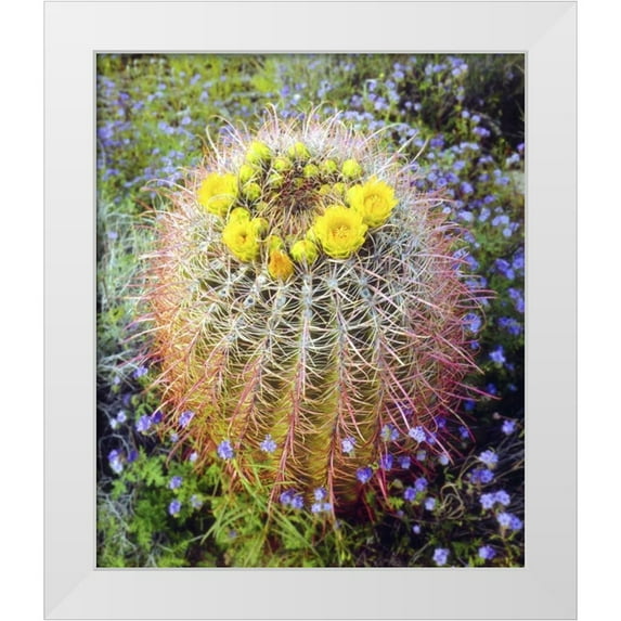 Talbot Frank, Christopher 15x17 White Modern Wood Framed Museum Art Print Titled - CA Blooming barrel cactus in Anza-Borrego Desert