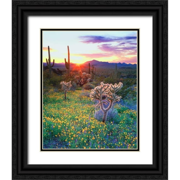 Talbot Frank, Christopher 15x18 Black Ornate Wood Framed with Double Matting Museum Art Print Titled - AZ, Organ Pipe Cactus NP, Flowers and cacti