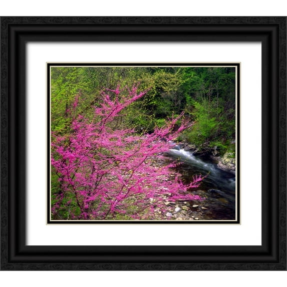 Talbot Frank, Christopher 17x15 Black Ornate Wood Framed with Double Matting Museum Art Print Titled - TN, Great Smoky Mountain Redbuds in the forest
