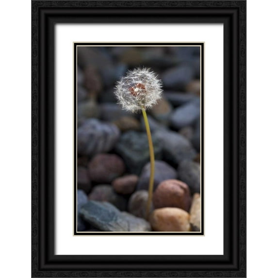 Talbot Frank, Christopher 17x24 Black Ornate Wood Framed with Double Matting Museum Art Print Titled - USA, California Dandelion and river rock
