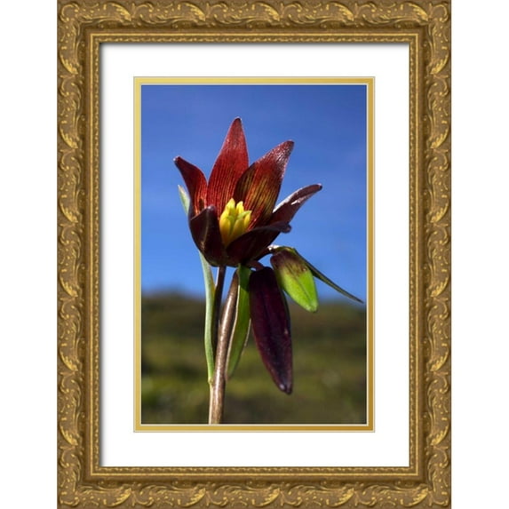 Talbot Frank, Christopher 17x24 Gold Ornate Wood Framed with Double Matting Museum Art Print Titled - CA, Rattlesnake Canyon Chocolate Lilly