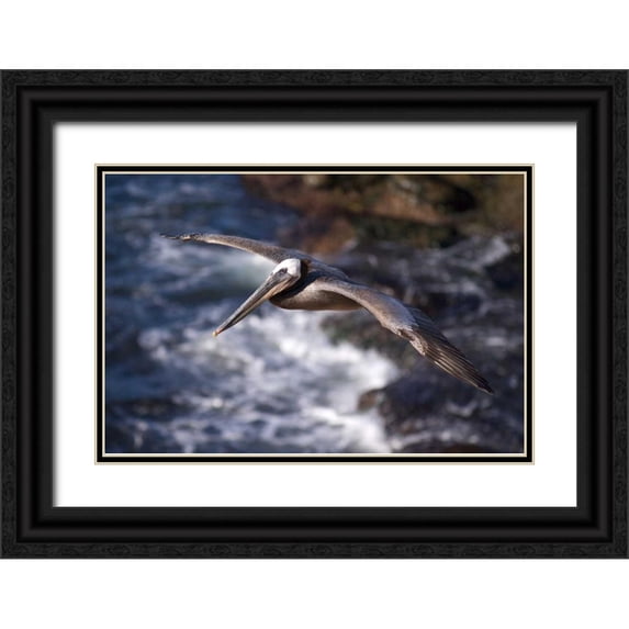 Talbot Frank, Christopher 18x13 Black Ornate Wood Framed with Double Matting Museum Art Print Titled - CA, La Jolla A Pelican Flying over the Coast