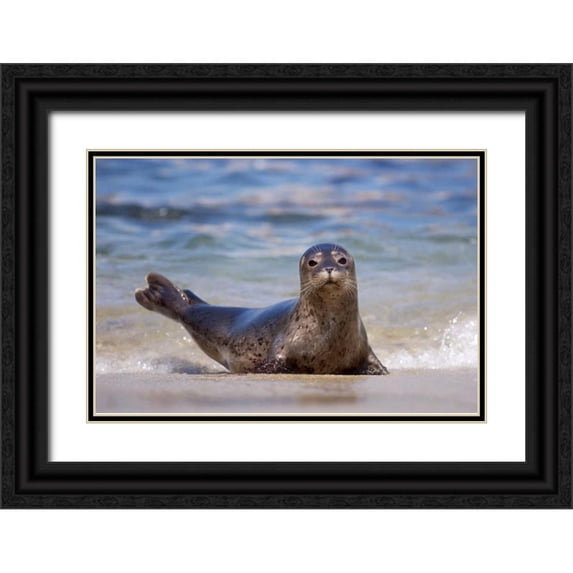 Talbot Frank, Christopher 18x13 Black Ornate Wood Framed with Double Matting Museum Art Print Titled - CA, La Jolla A seal on a beach along the Coast