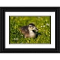 thumbnail image 1 of Talbot Frank, Christopher 18x13 Black Ornate Wood Framed with Double Matting Museum Art Print Titled - CA, San Diego, Wood duckling on the shoreline, 1 of 4