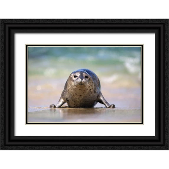 Talbot Frank, Christopher 18x13 Black Ornate Wood Framed with Double Matting Museum Art Print Titled - California, La Jolla A baby seal coming ashore