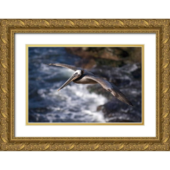 Talbot Frank, Christopher 18x13 Gold Ornate Wood Framed with Double Matting Museum Art Print Titled - CA, La Jolla A Pelican Flying over the Coast