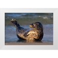 thumbnail image 1 of Talbot Frank, Christopher 18x13 White Modern Wood Framed Museum Art Print Titled - CA, La Jolla A baby seal lifting its tail, 1 of 4
