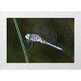 thumbnail image 1 of Talbot Frank, Christopher 18x13 White Modern Wood Framed Museum Art Print Titled - CA, Mission Trails regional Park Blue Dragonfly, 1 of 4