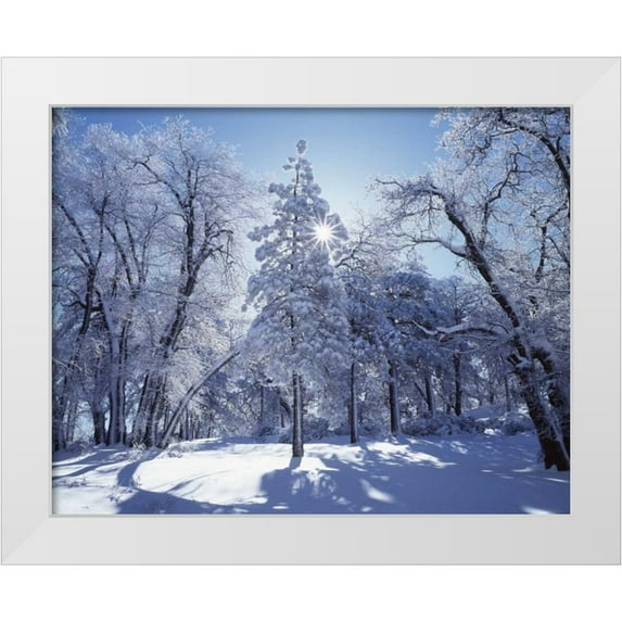 Talbot Frank, Christopher 18x15 White Modern Wood Framed Museum Art Print Titled - California, Cleveland NF, Laguna Mts Snowy trees
