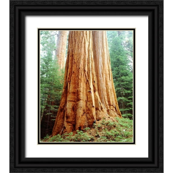 Talbot Frank, Christopher 20x23 Black Ornate Wood Framed with Double Matting Museum Art Print Titled - CA, Sierra Nevada Old-growth Sequoia Redwood