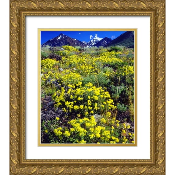 Talbot Frank, Christopher 20x23 Gold Ornate Wood Framed with Double Matting Museum Art Print Titled - CA, Sierra Nevada flowers in the High Sierra