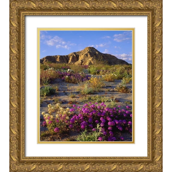 Talbot Frank, Christopher 20x23 Gold Ornate Wood Framed with Double Matting Museum Art Print Titled - California, Anza-Borrego A mix of flowers