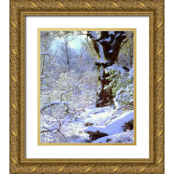 Talbot Frank, Christopher 20x23 Gold Ornate Wood Framed with Double Matting Museum Art Print Titled - California, Cuyamaca Rancho Snow-covered trees