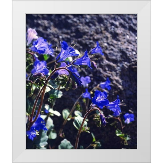 Talbot Frank, Christopher 20x23 White Modern Wood Framed Museum Art Print Titled - CA, Joshua Tree NP Desert Bell flowers
