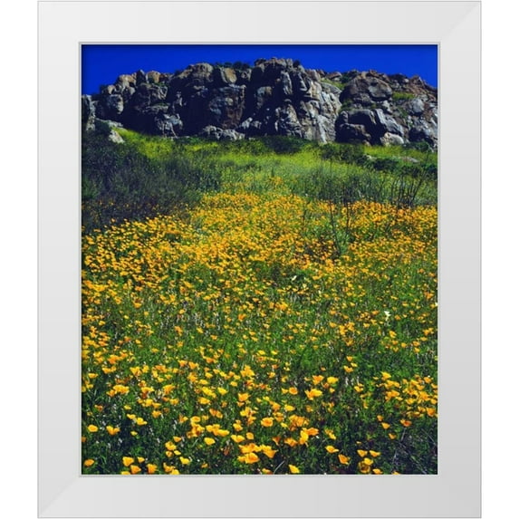 Talbot Frank, Christopher 20x23 White Modern Wood Framed Museum Art Print Titled - CA, San Diego, Mission Trails California Poppies