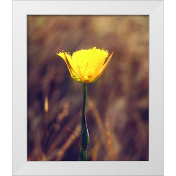 Talbot Frank, Christopher 20x23 White Modern Wood Framed Museum Art Print Titled - CA, San Diego, Mission Trails Mariposa Lily