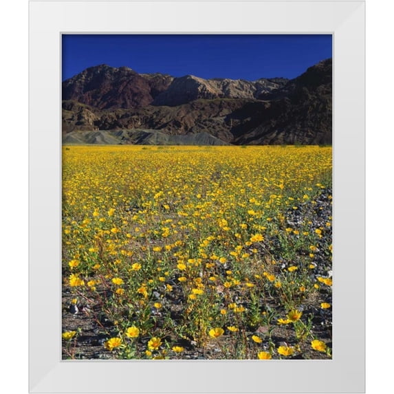 Talbot Frank, Christopher 20x23 White Modern Wood Framed Museum Art Print Titled - California, Death Valley NP Desert sunflowers