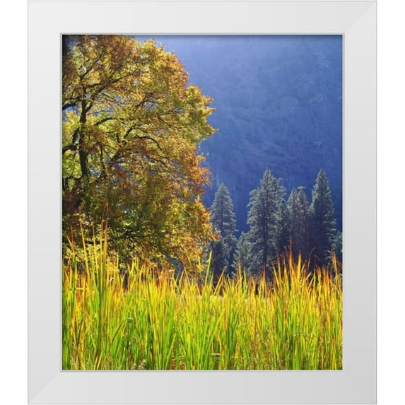 Talbot Frank, Christopher 20x23 White Modern Wood Framed Museum Art Print Titled - California, Yosemite Oak with autumn foliage