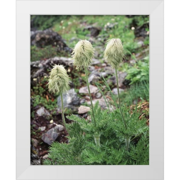 Talbot Frank, Christopher 20x24 White Modern Wood Framed Museum Art Print Titled - Canada, BC, Wildflowers in the Forest