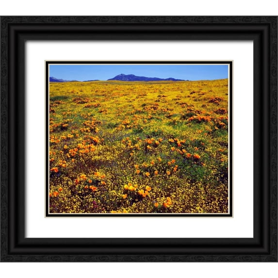 Talbot Frank, Christopher 23x20 Black Ornate Wood Framed with Double Matting Museum Art Print Titled - CA, Cleveland NF California poppies cover a hill