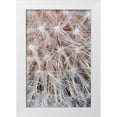 thumbnail image 1 of Talbot Frank, Christopher 23x32 White Modern Wood Framed Museum Art Print Titled - California, San Diego, Close-up of a dandelion, 1 of 4