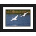 thumbnail image 1 of Talbot Frank, Christopher 24x17 Black Ornate Wood Framed with Double Matting Museum Art Print Titled - California, San Diego, Lakeside Great Egrets, 1 of 4