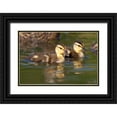 thumbnail image 1 of Talbot Frank, Christopher 24x17 Black Ornate Wood Framed with Double Matting Museum Art Print Titled - California, San Diego Mallard Ducklings, 1 of 4