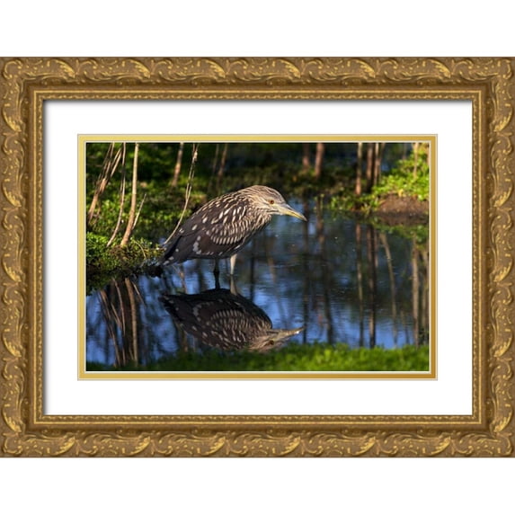 Talbot Frank, Christopher 24x17 Gold Ornate Wood Framed with Double Matting Museum Art Print Titled - CA, San Diego Black-Crowned Night-Heron