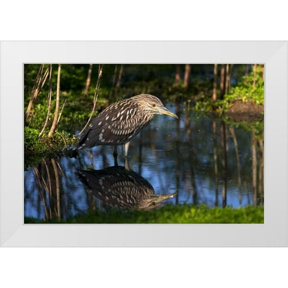 Talbot Frank, Christopher 24x17 White Modern Wood Framed Museum Art Print Titled - CA, San Diego Black-Crowned Night-Heron