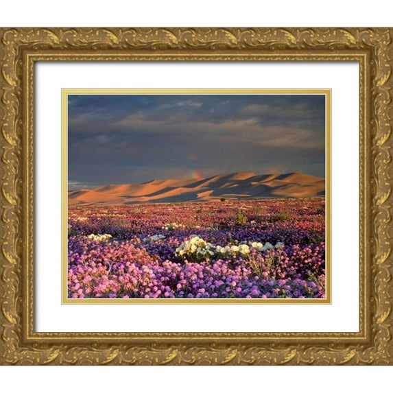 Talbot Frank, Christopher 24x20 Gold Ornate Wood Framed with Double Matting Museum Art Print Titled - CA, Dumont Dunes A rainbow over wildflowers