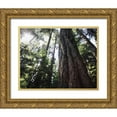 thumbnail image 1 of Talbot Frank, Christopher 24x20 Gold Ornate Wood Framed with Double Matting Museum Art Print Titled - Canada, Vancouver This old-growth Douglas Fir, 1 of 4