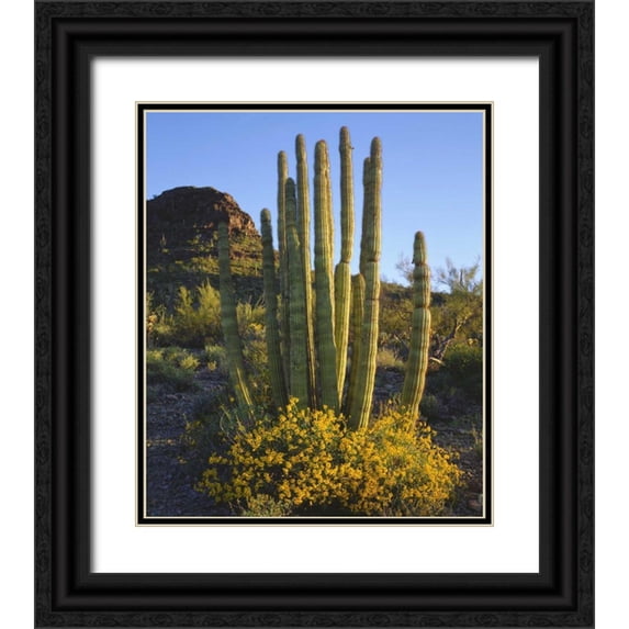 Talbot Frank, Christopher 26x30 Black Ornate Wood Framed with Double Matting Museum Art Print Titled - Arizona, Organ Pipe Cactus NM, Organ Pipe Cactus