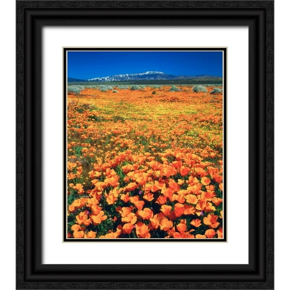 Talbot Frank, Christopher 26x30 Black Ornate Wood Framed with Double Matting Museum Art Print Titled - CA, Antelope Valley covered in California Poppies